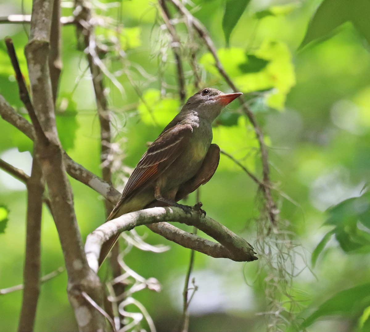 Great Crested Flycatcher - John Killian