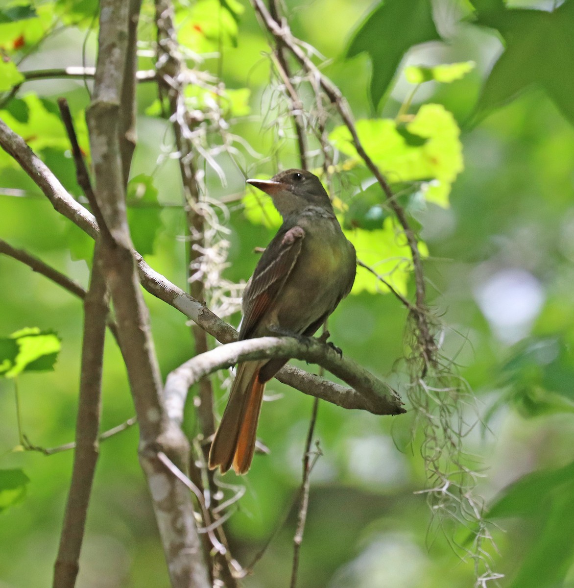 Great Crested Flycatcher - John Killian