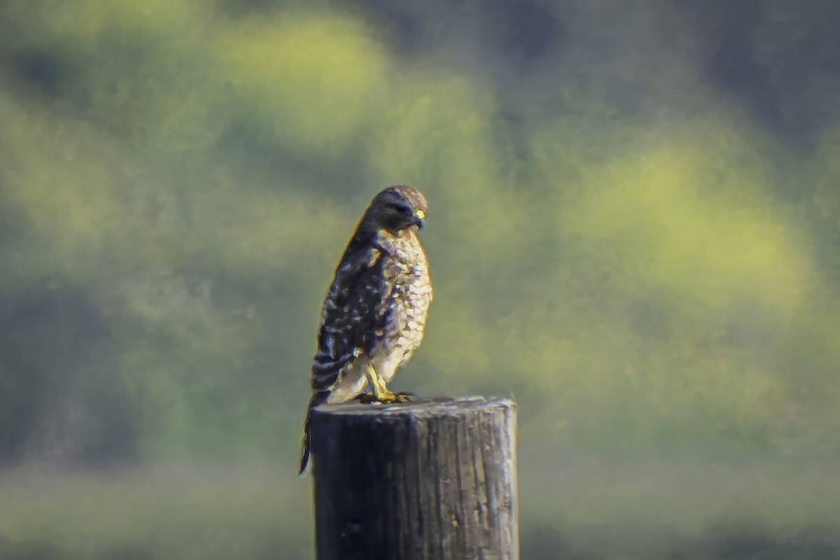 Red-shouldered Hawk - Gordon Norman