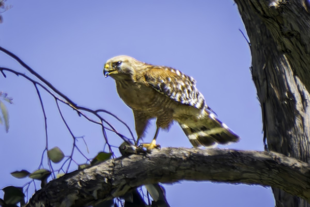 Red-shouldered Hawk - Gordon Norman