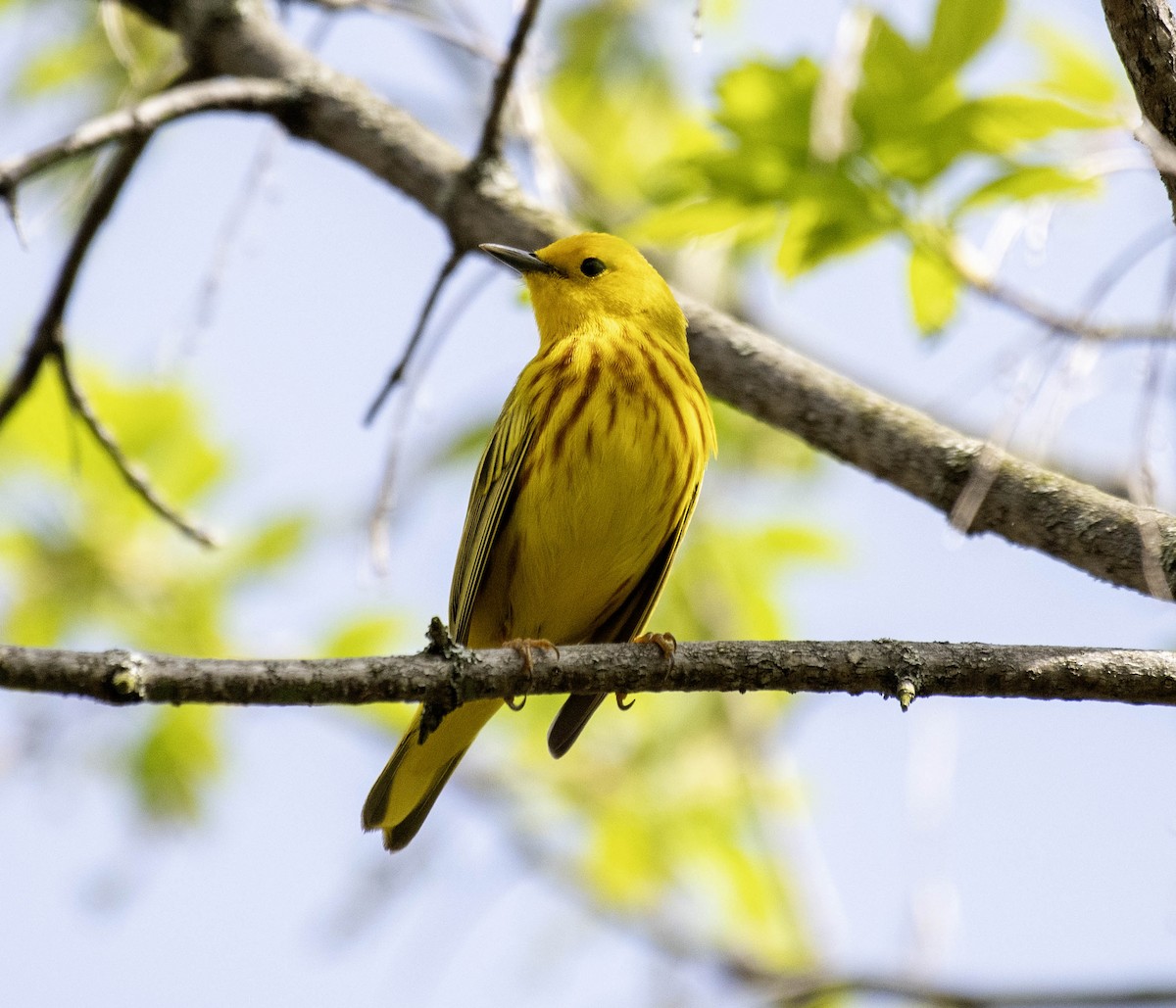 Yellow Warbler - Estela Quintero-Weldon