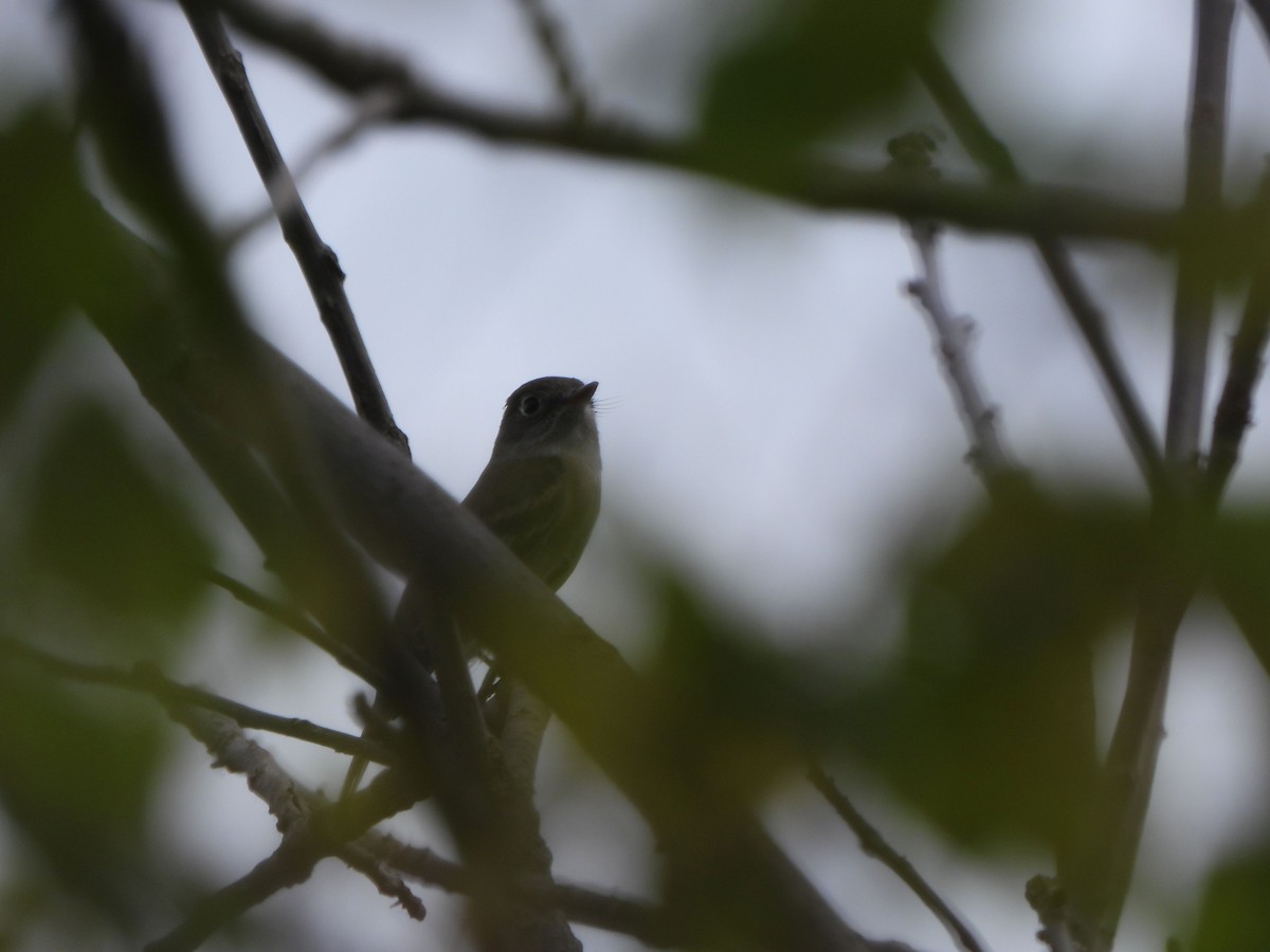 Least Flycatcher - Rick Luehrs