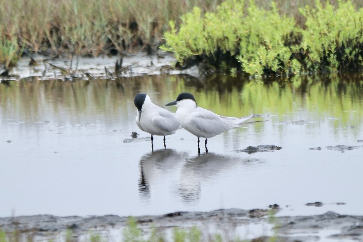 Gull-billed Tern - Bruce & Lori Whitehouse