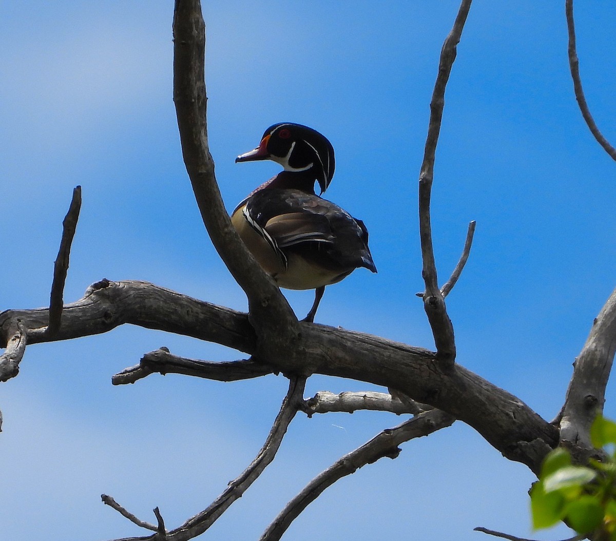 Wood Duck - ML618164936