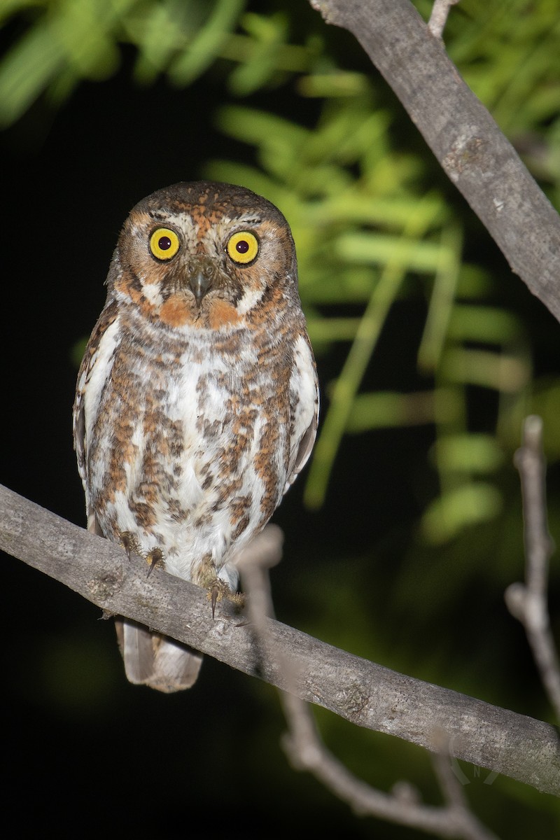 Elf Owl - ML618164948