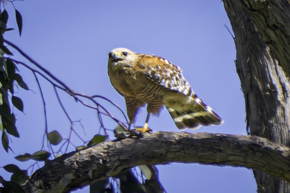 Red-shouldered Hawk - Gordon Norman