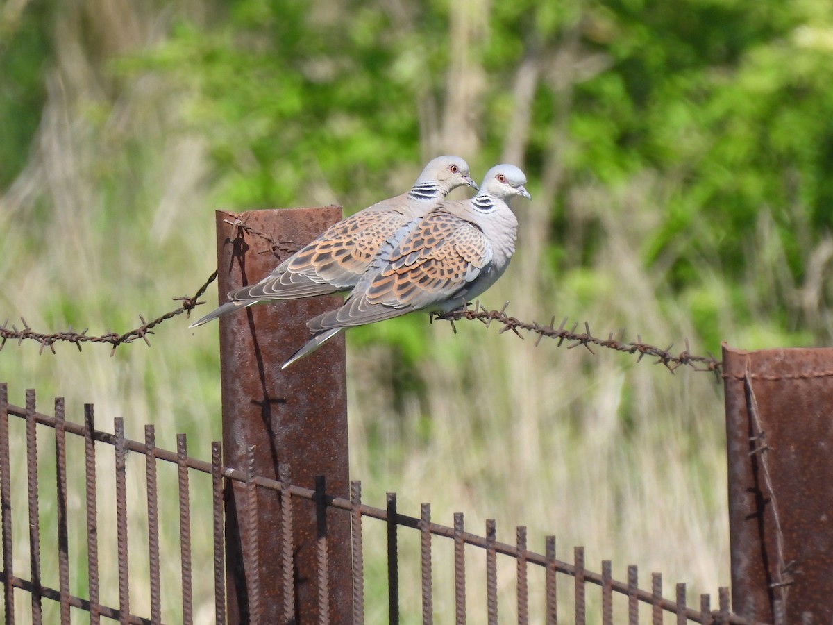 European Turtle-Dove - ML618164980