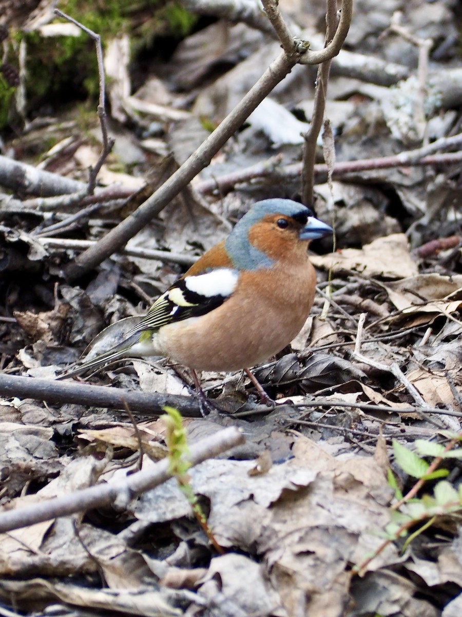 Common Chaffinch - Alexandre Tussiot