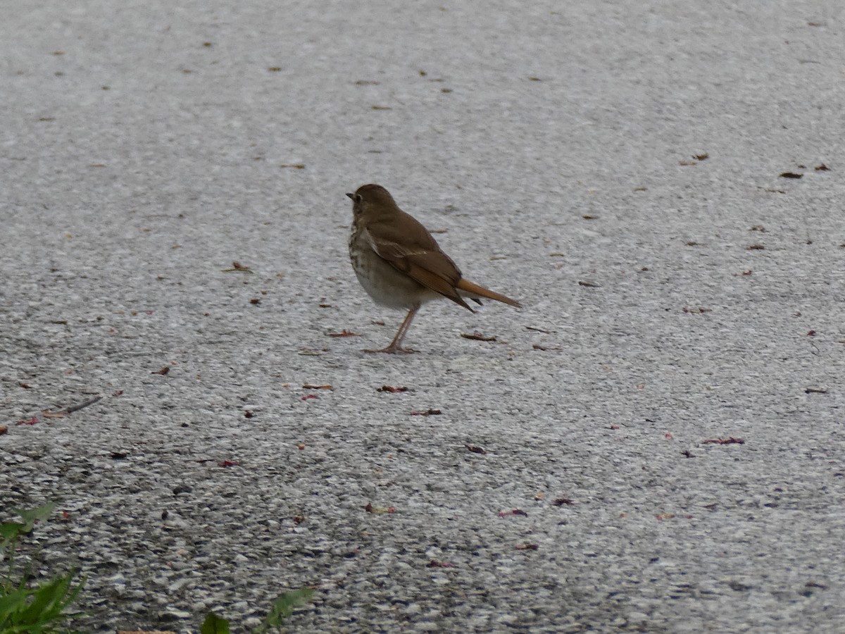 Hermit Thrush - ML618164988