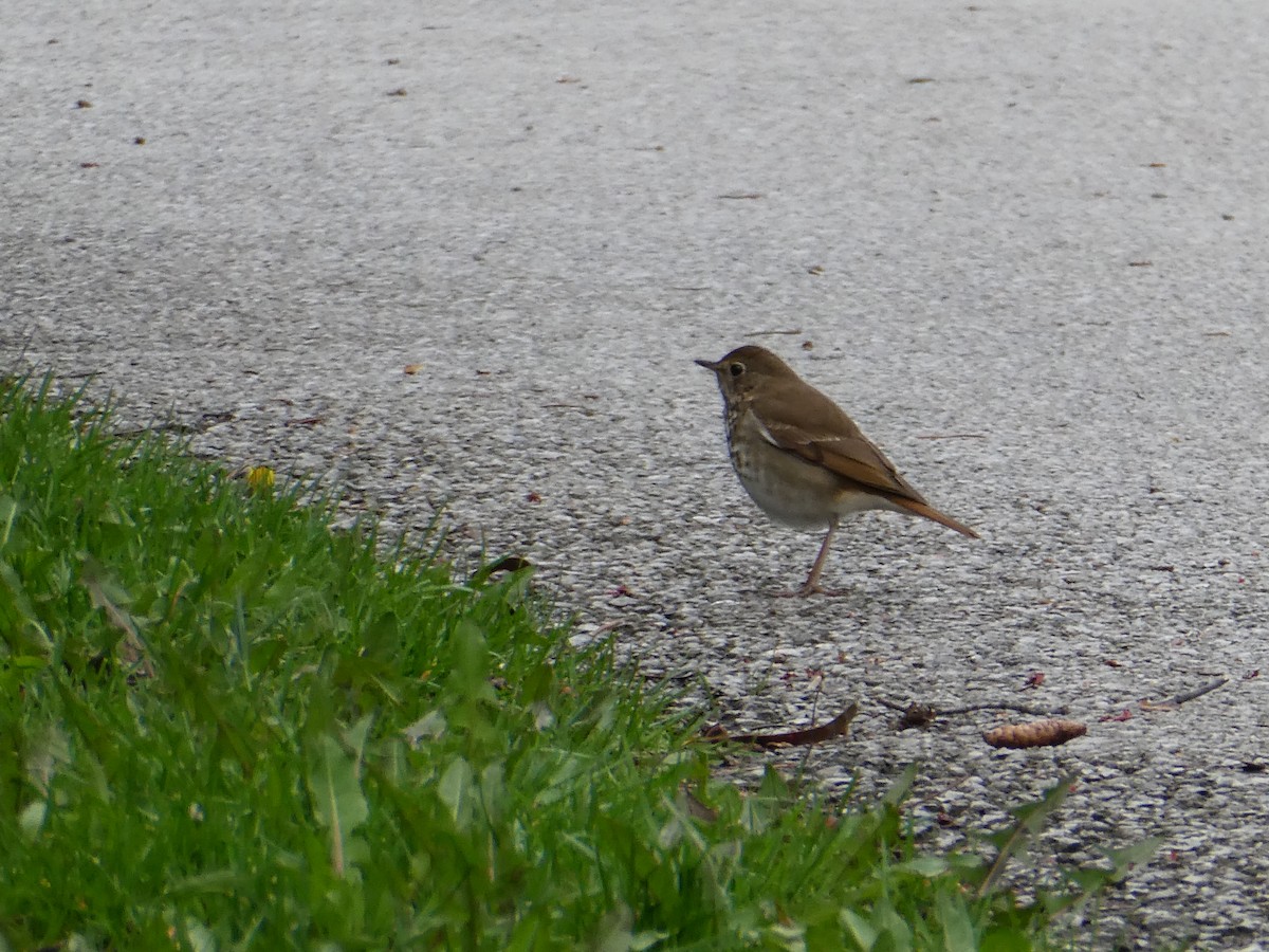 Hermit Thrush - ML618164990