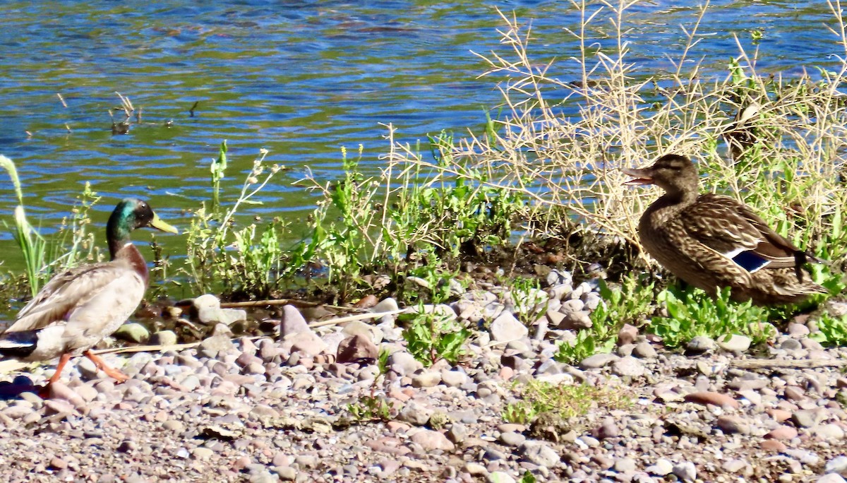 Mallard - Babs Buck