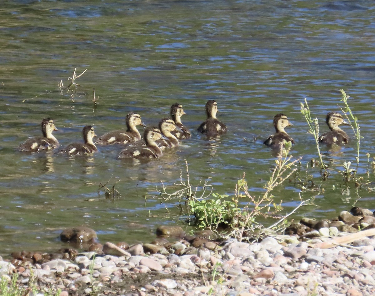 Mallard - Babs Buck