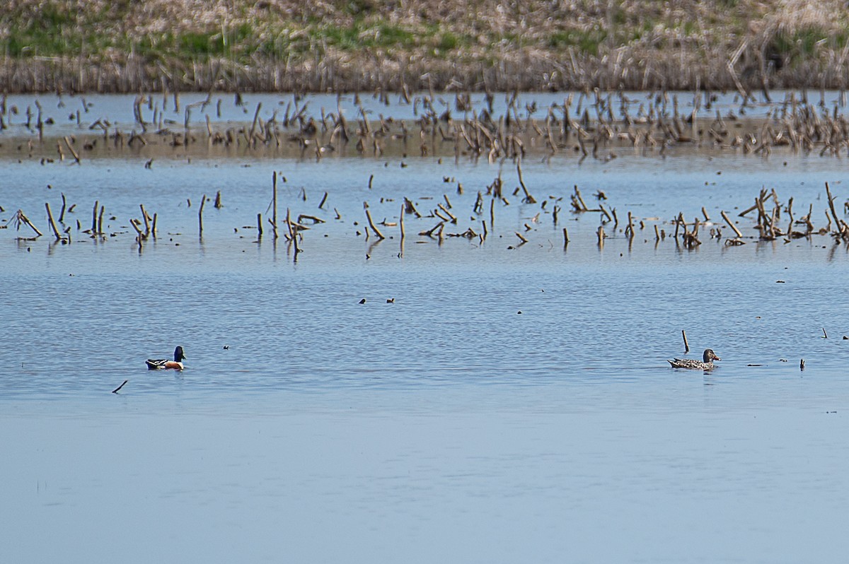 Northern Shoveler - Martin Tremblay