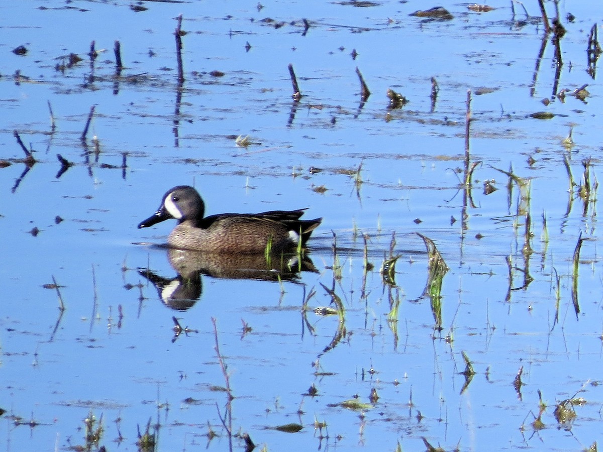 Blue-winged Teal - Susan McAdams