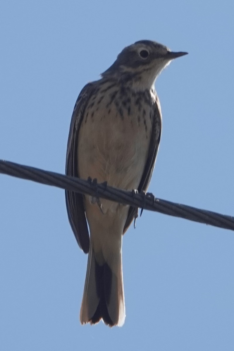 American Pipit - ML618165015