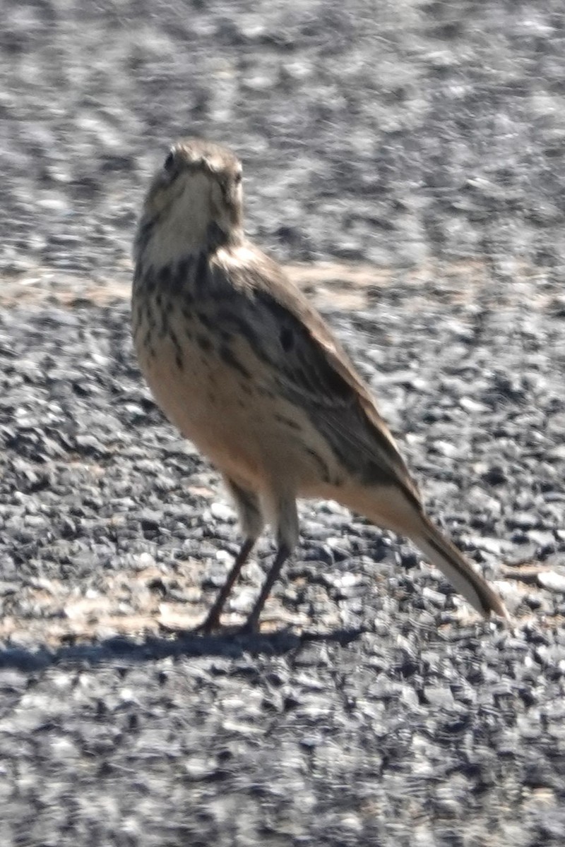 American Pipit - Dick Plambeck