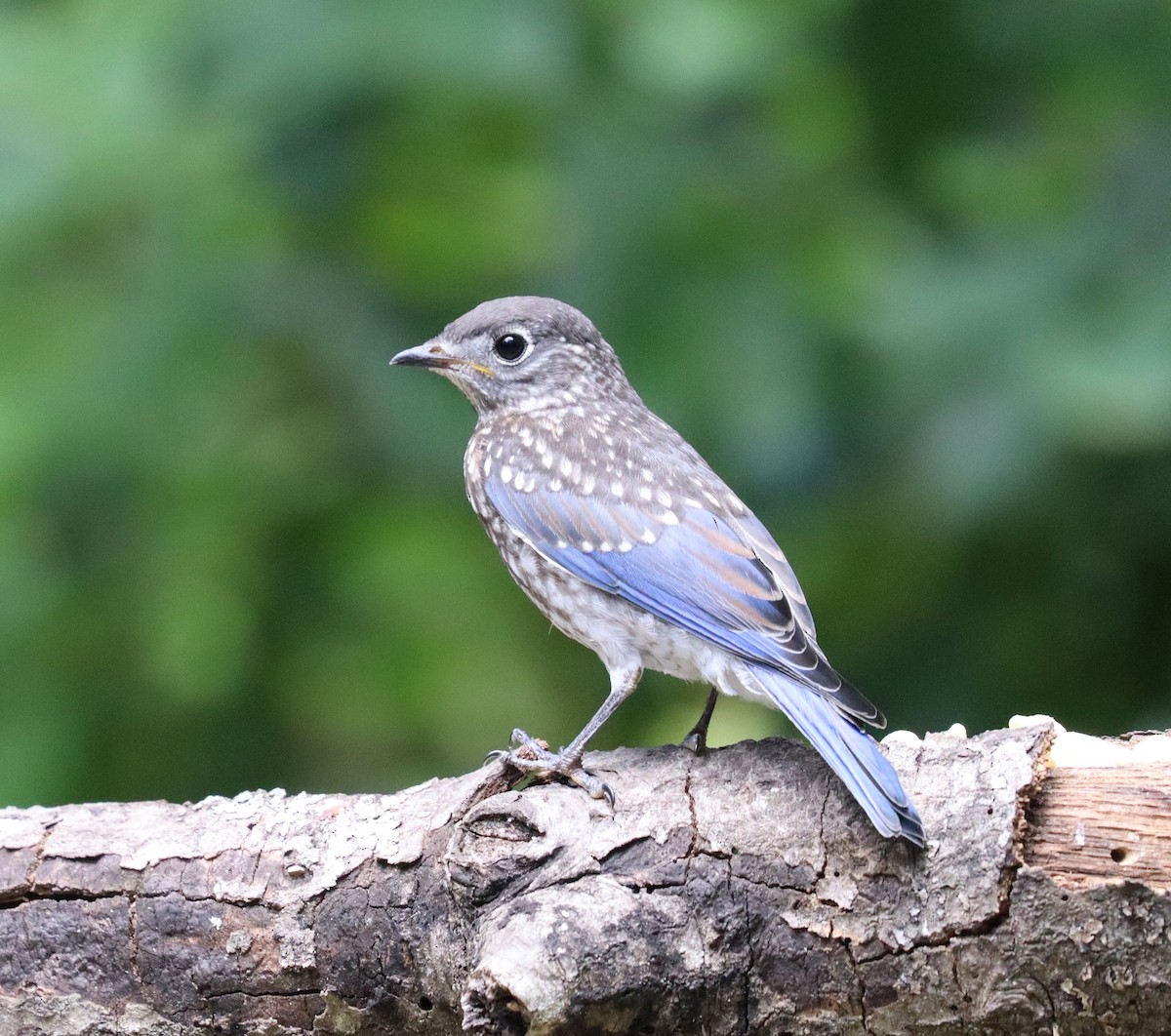 Eastern Bluebird - John Killian