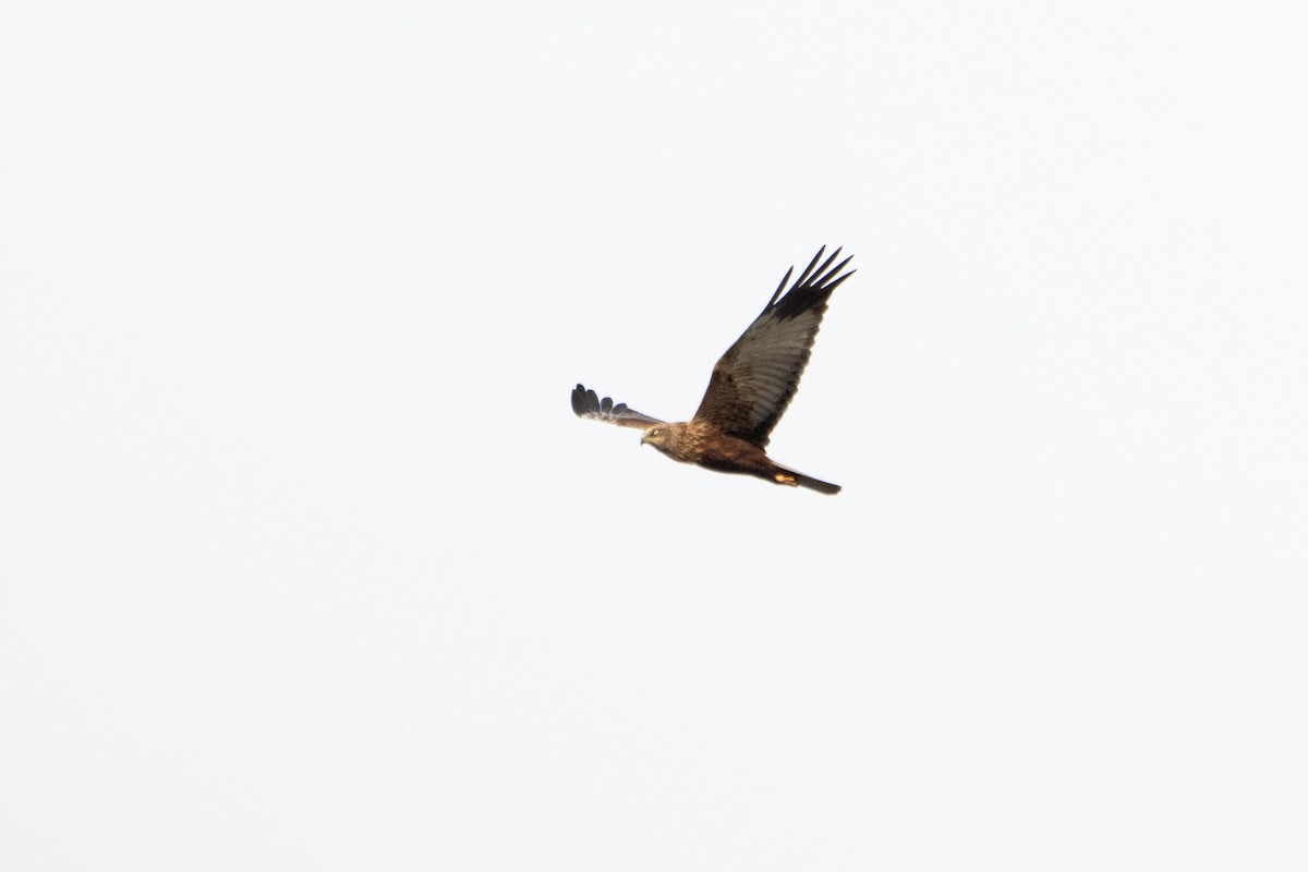 Western Marsh Harrier - ML618165064