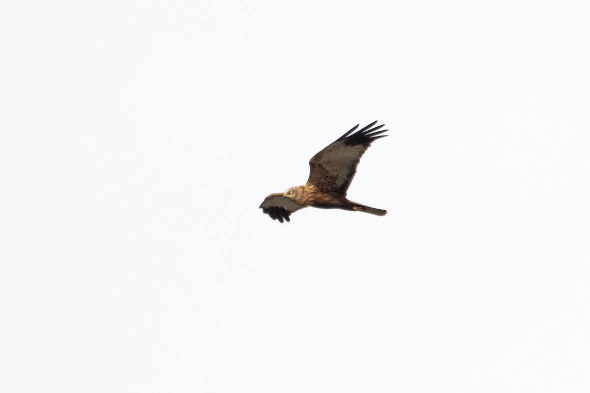 Western Marsh Harrier - ML618165065