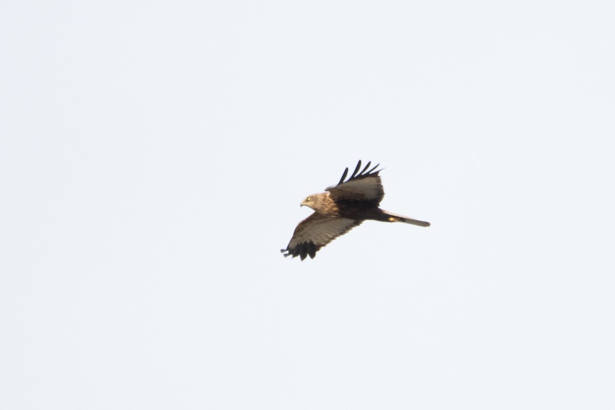 Western Marsh Harrier - ML618165066