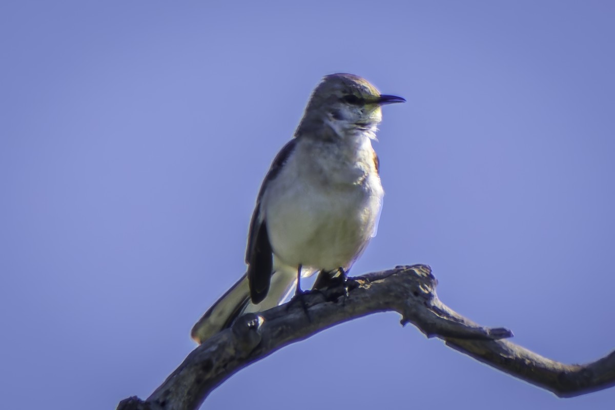 Northern Mockingbird - Gordon Norman