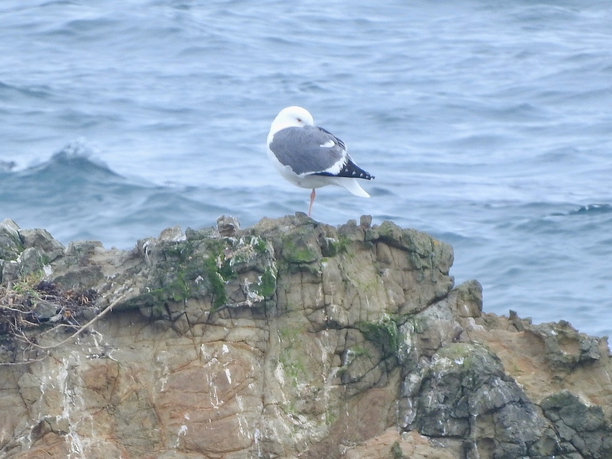 Western Gull - E C Winstead