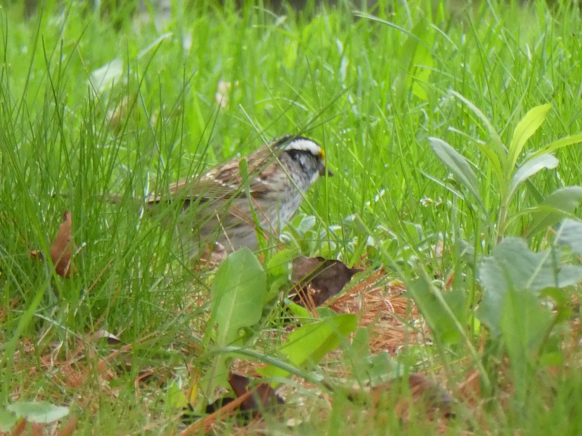 White-throated Sparrow - ML618165079