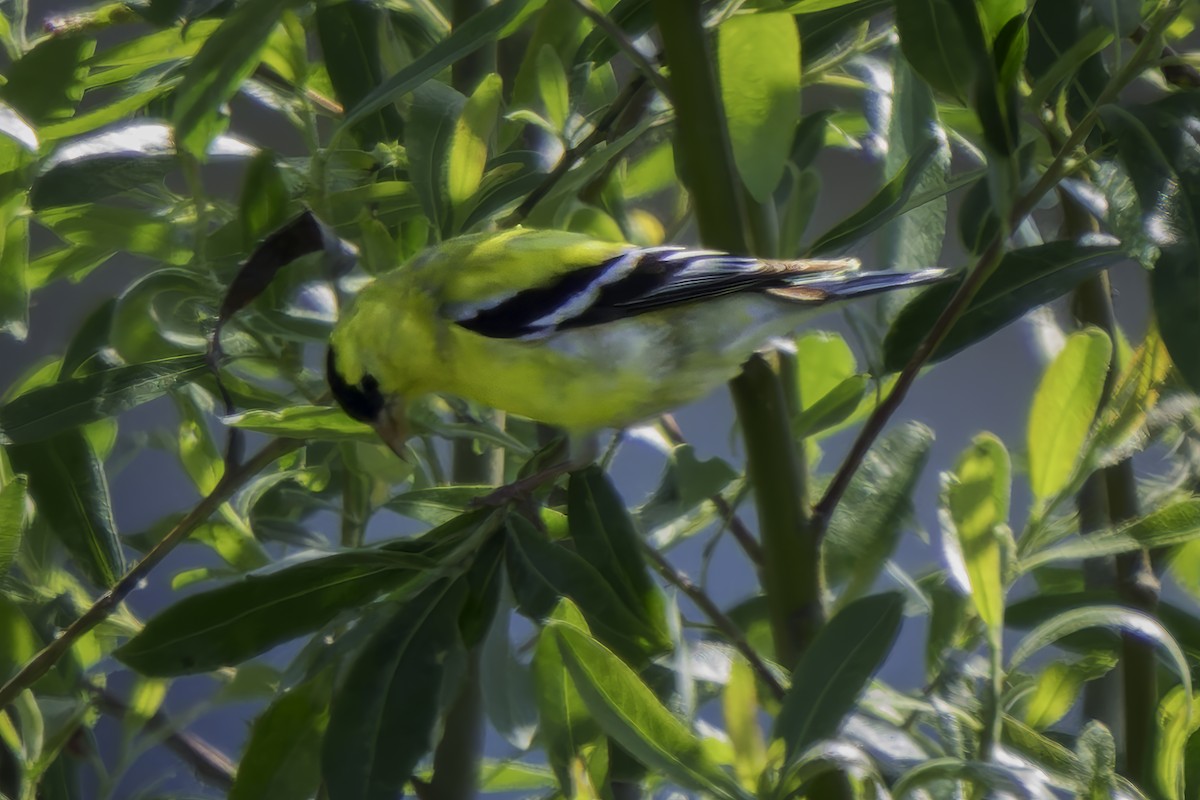 American Goldfinch - Gordon Norman