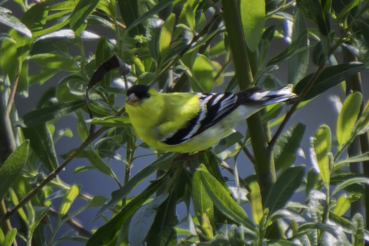 American Goldfinch - Gordon Norman