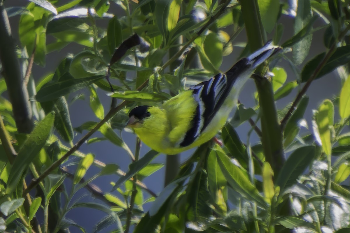 American Goldfinch - Gordon Norman