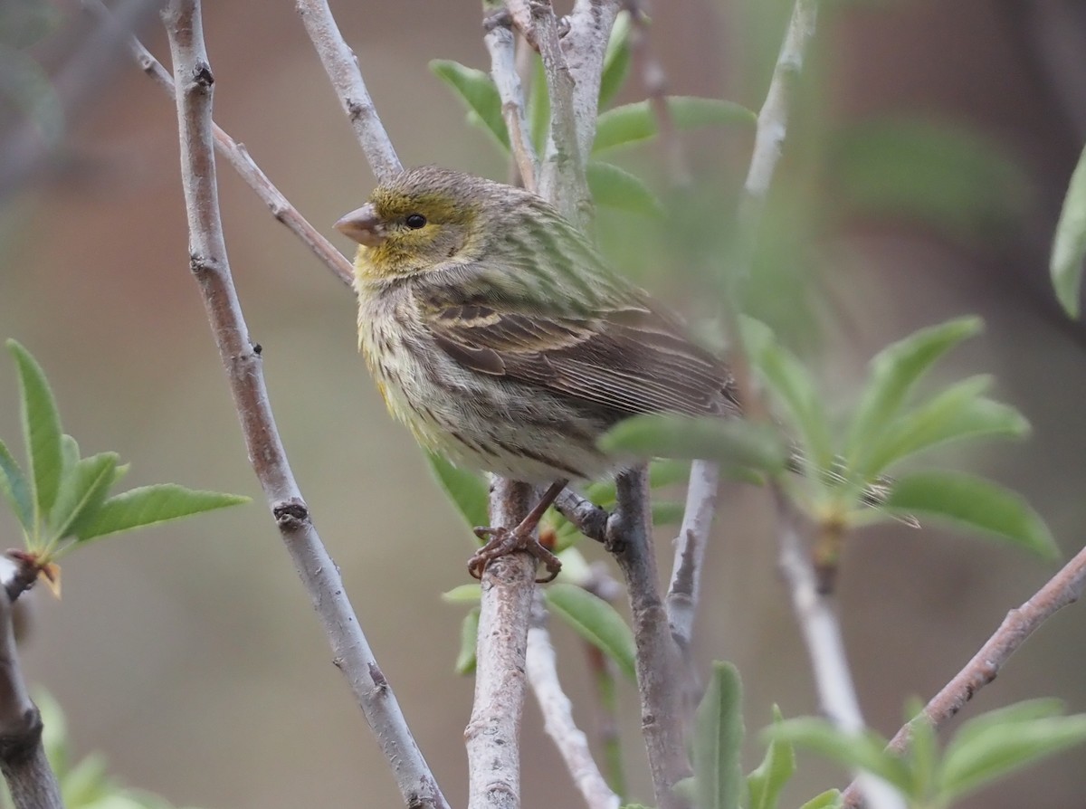 Island Canary - ML618165095