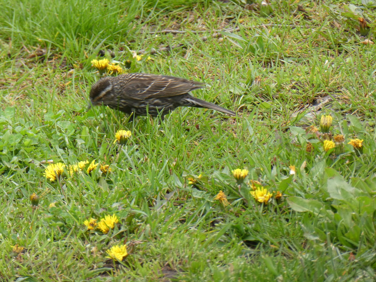 Red-winged Blackbird - ML618165100