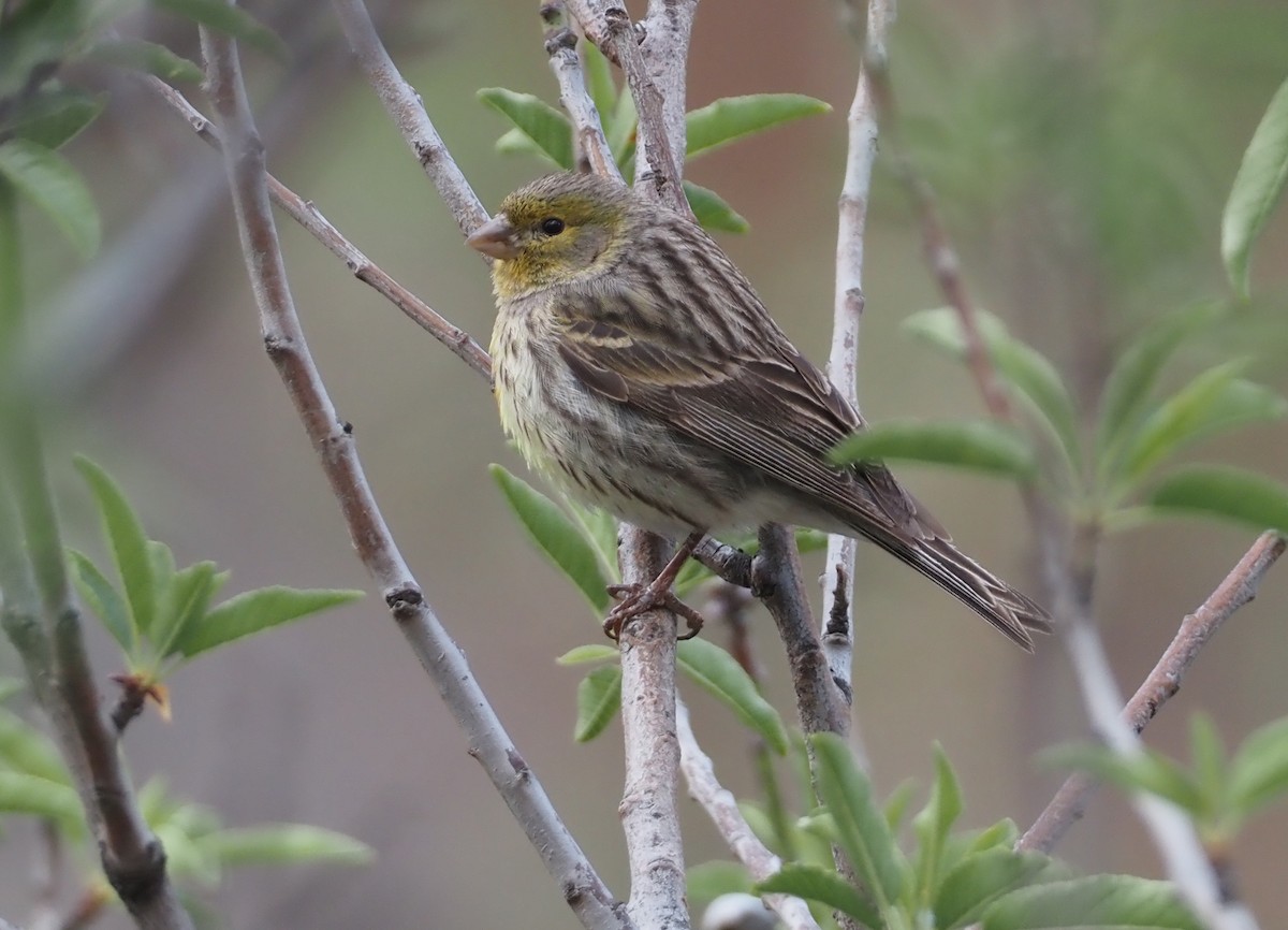 Island Canary - Stephan Lorenz