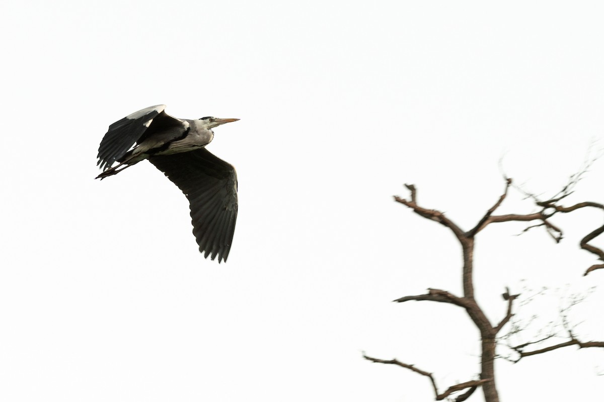 Gray Heron - Andrew Skotnicki