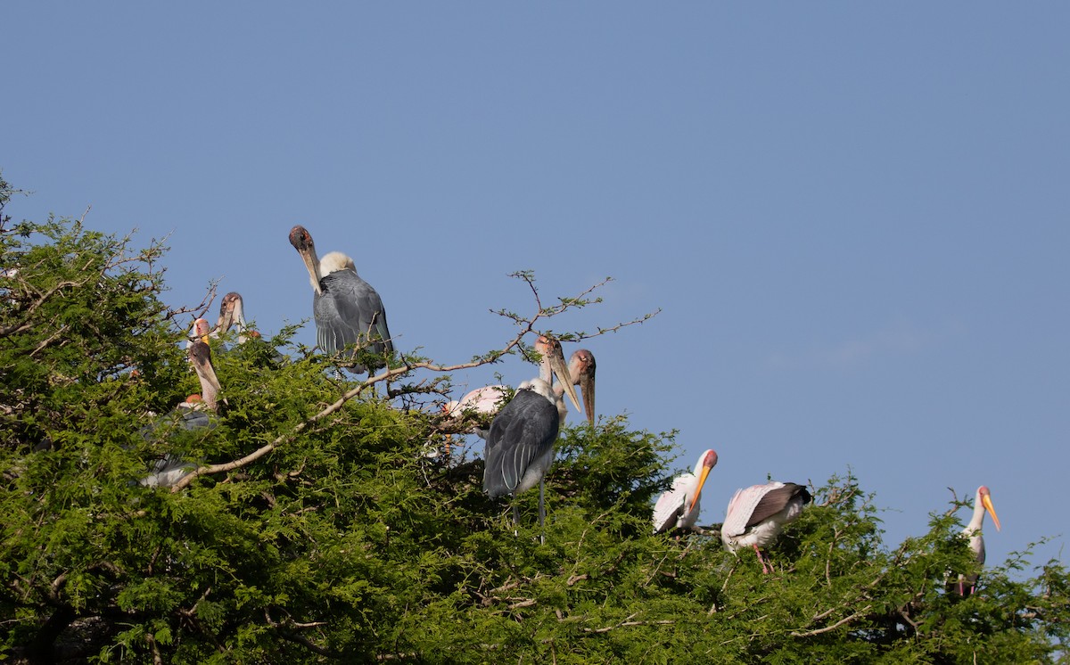 Marabou Stork - simon walkley