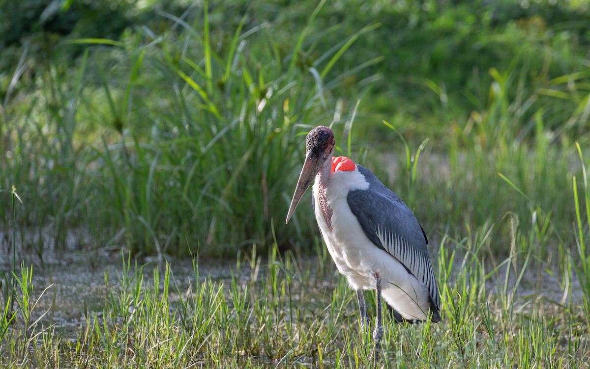 Marabou Stork - simon walkley