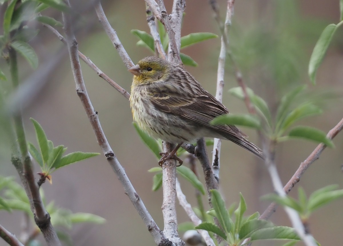 Island Canary - Stephan Lorenz