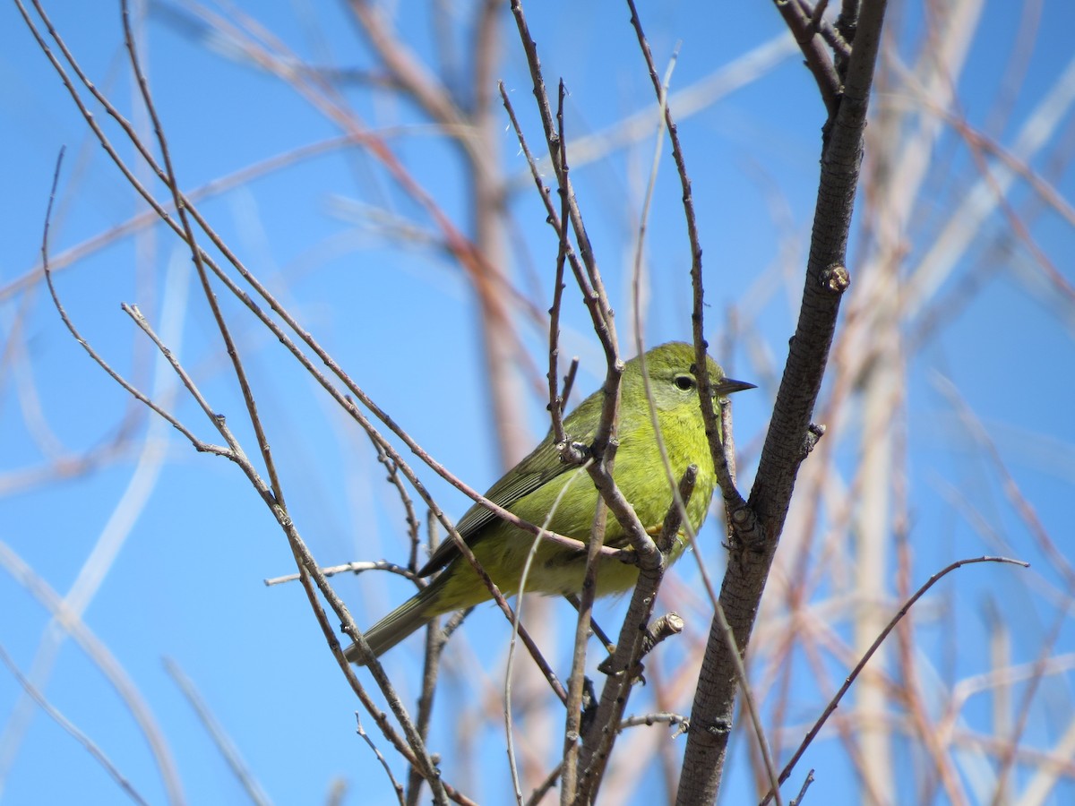 Orange-crowned Warbler - ML618165158