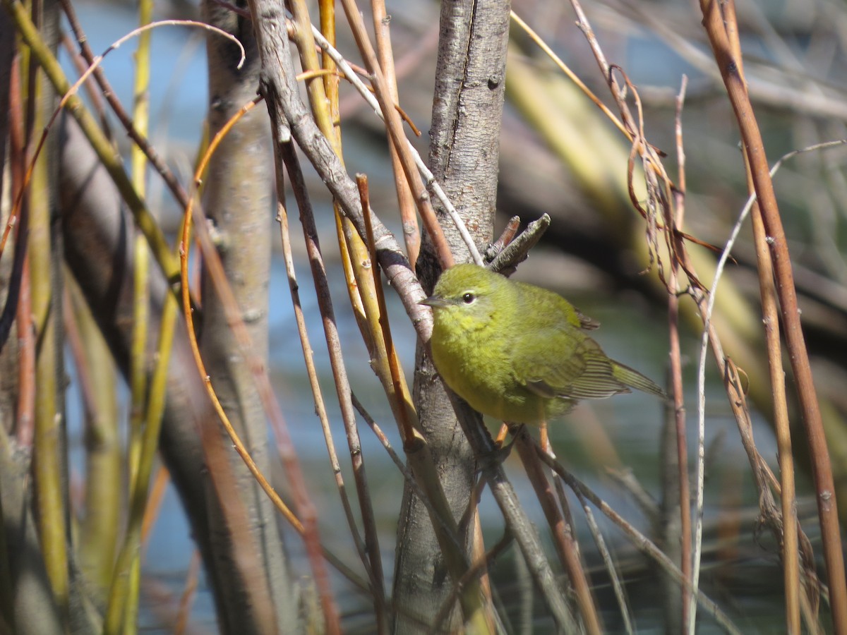 Orange-crowned Warbler - Susan McAdams