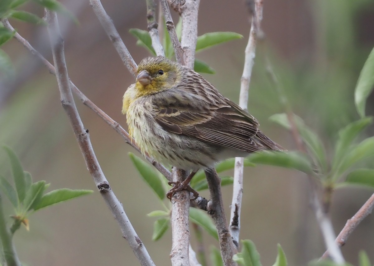 Island Canary - ML618165169