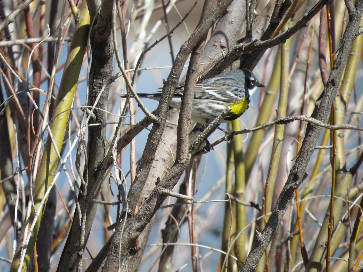 Yellow-rumped Warbler - ML618165172