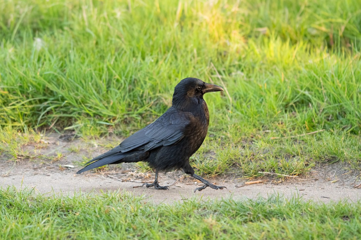 Carrion Crow - Andrew Skotnicki