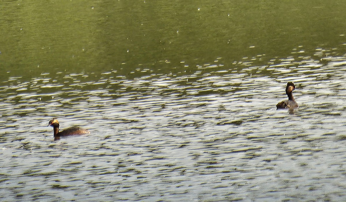 Horned Grebe - ML618165193