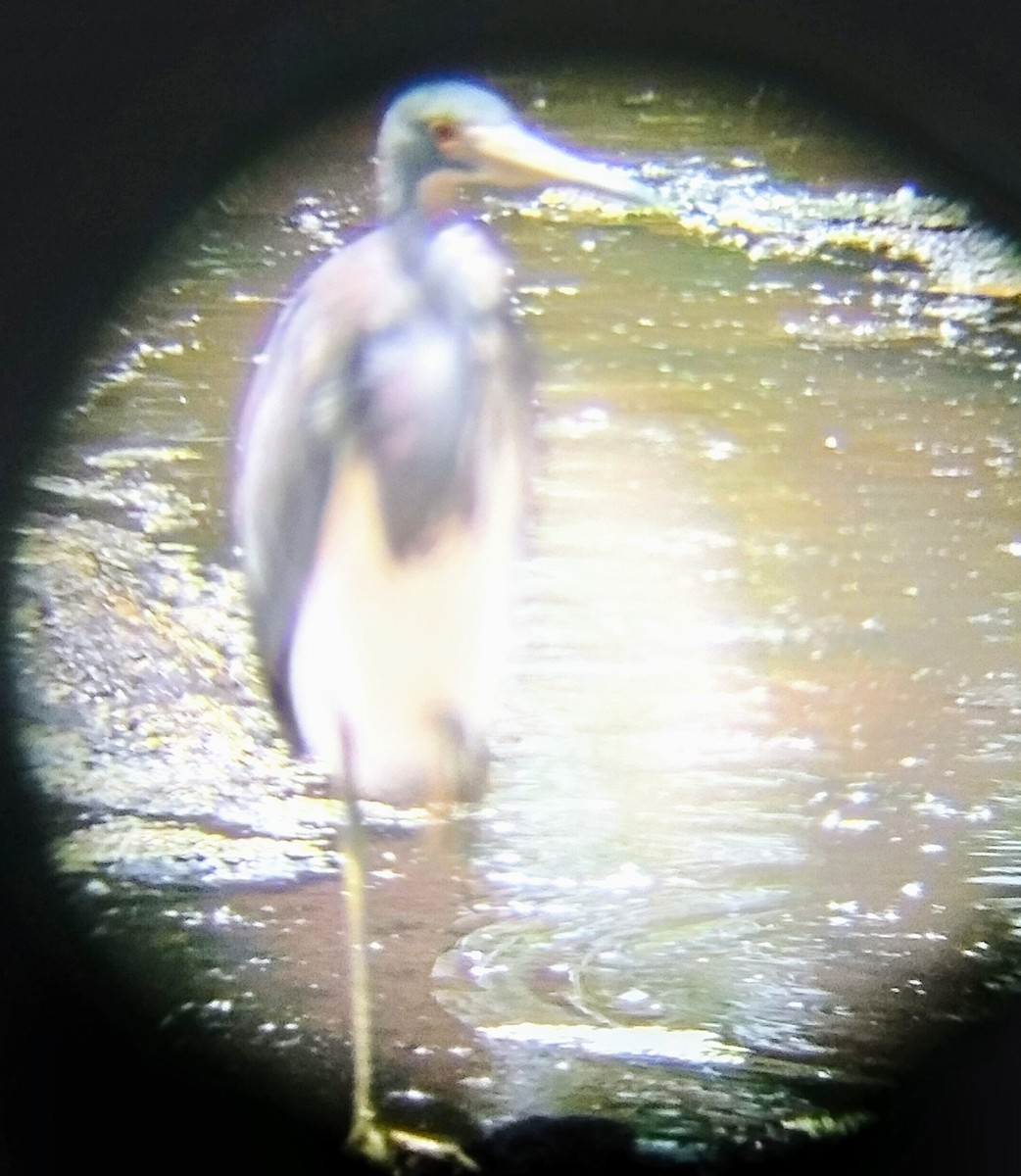 Tricolored Heron - Davon Bruno