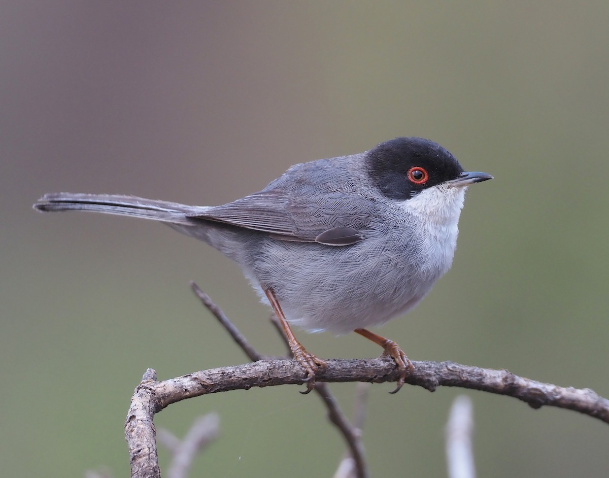 Curruca Cabecinegra - ML618165213