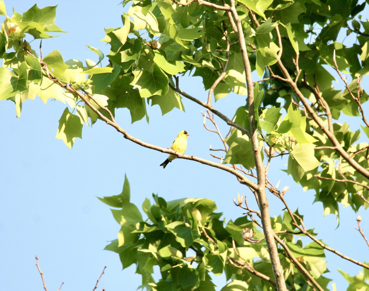 American Goldfinch - Andrew Charles