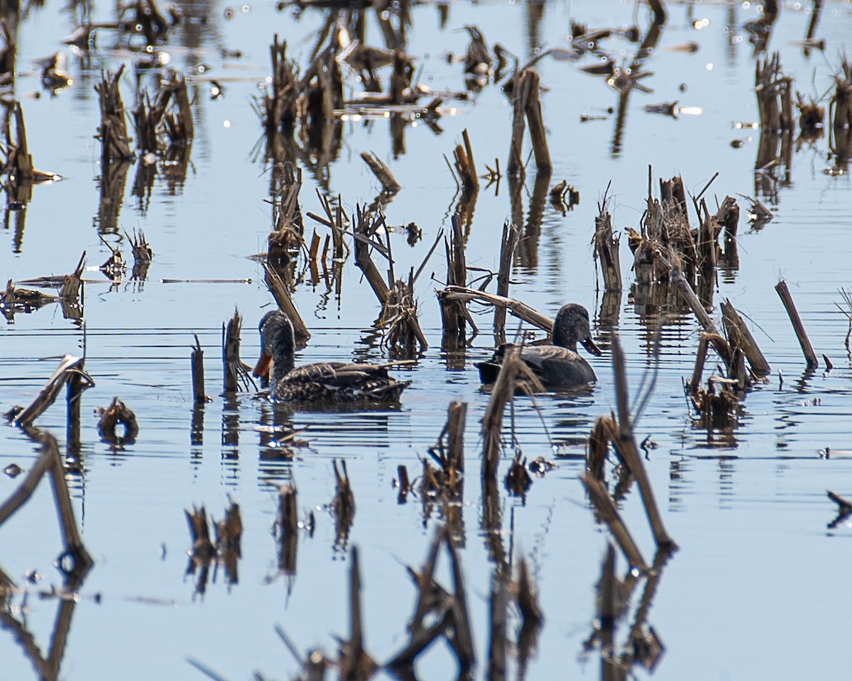 Blue-winged Teal - ML618165224