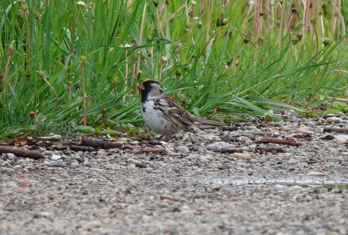 Harris's Sparrow - Jamie Moon