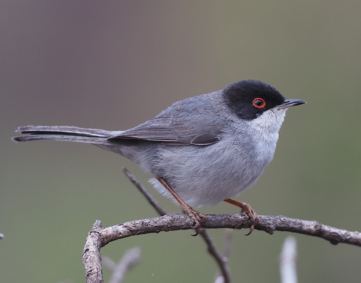 Sardinian Warbler - ML618165250