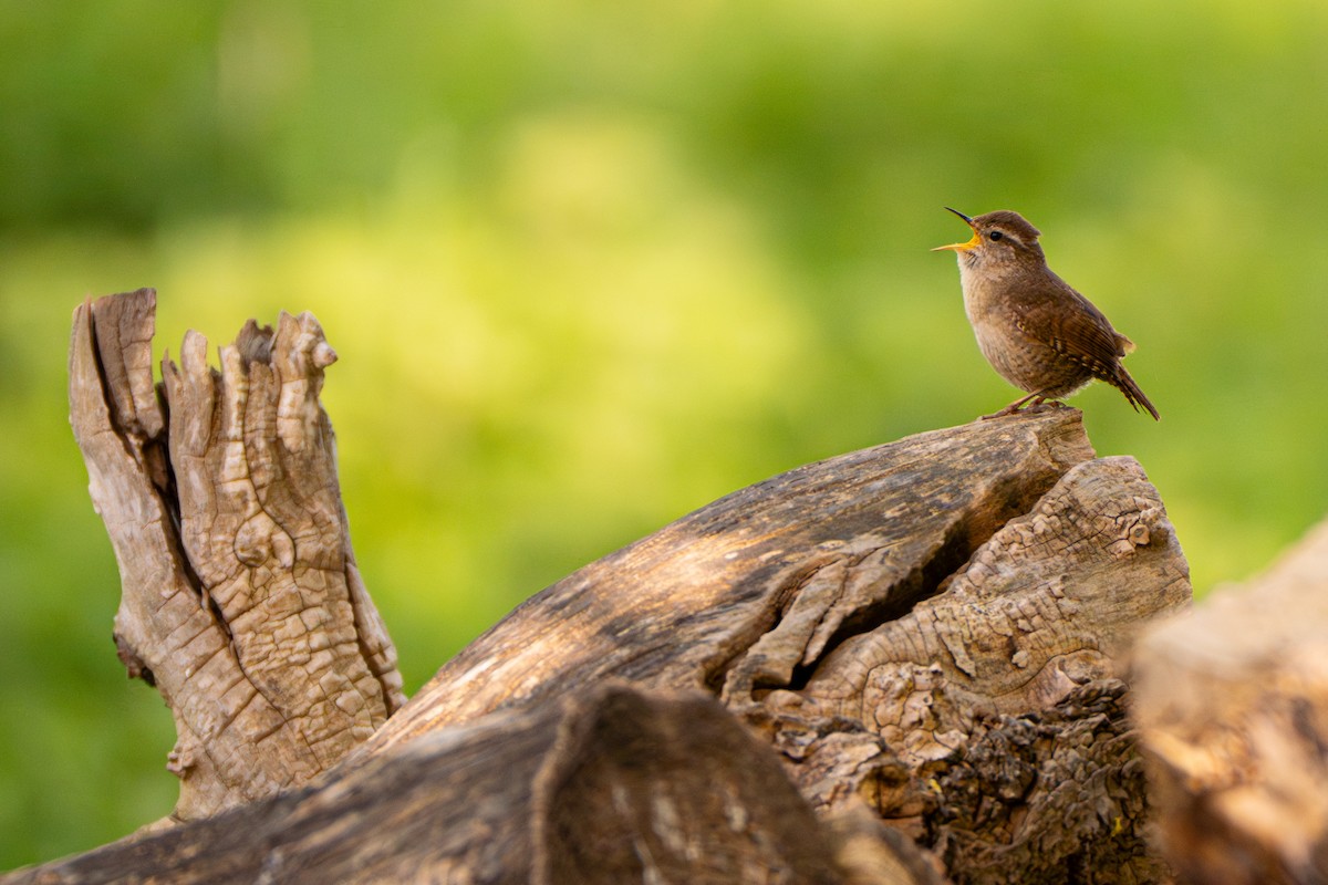 Eurasian Wren - Andrew Skotnicki